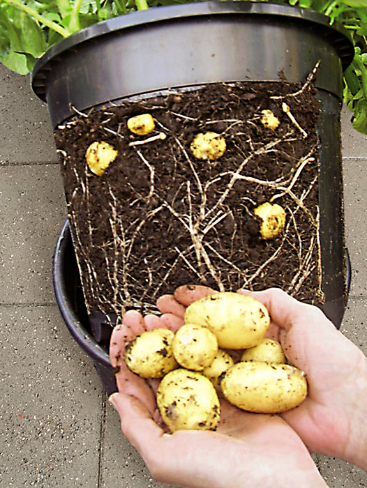 Potatiskruka Ø30 x 26 cm